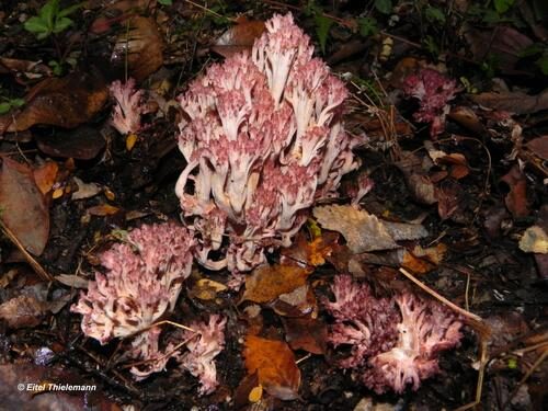 Ramaria botrytis