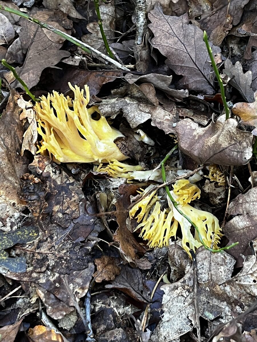 Ramaria flavobrunnescens — photo