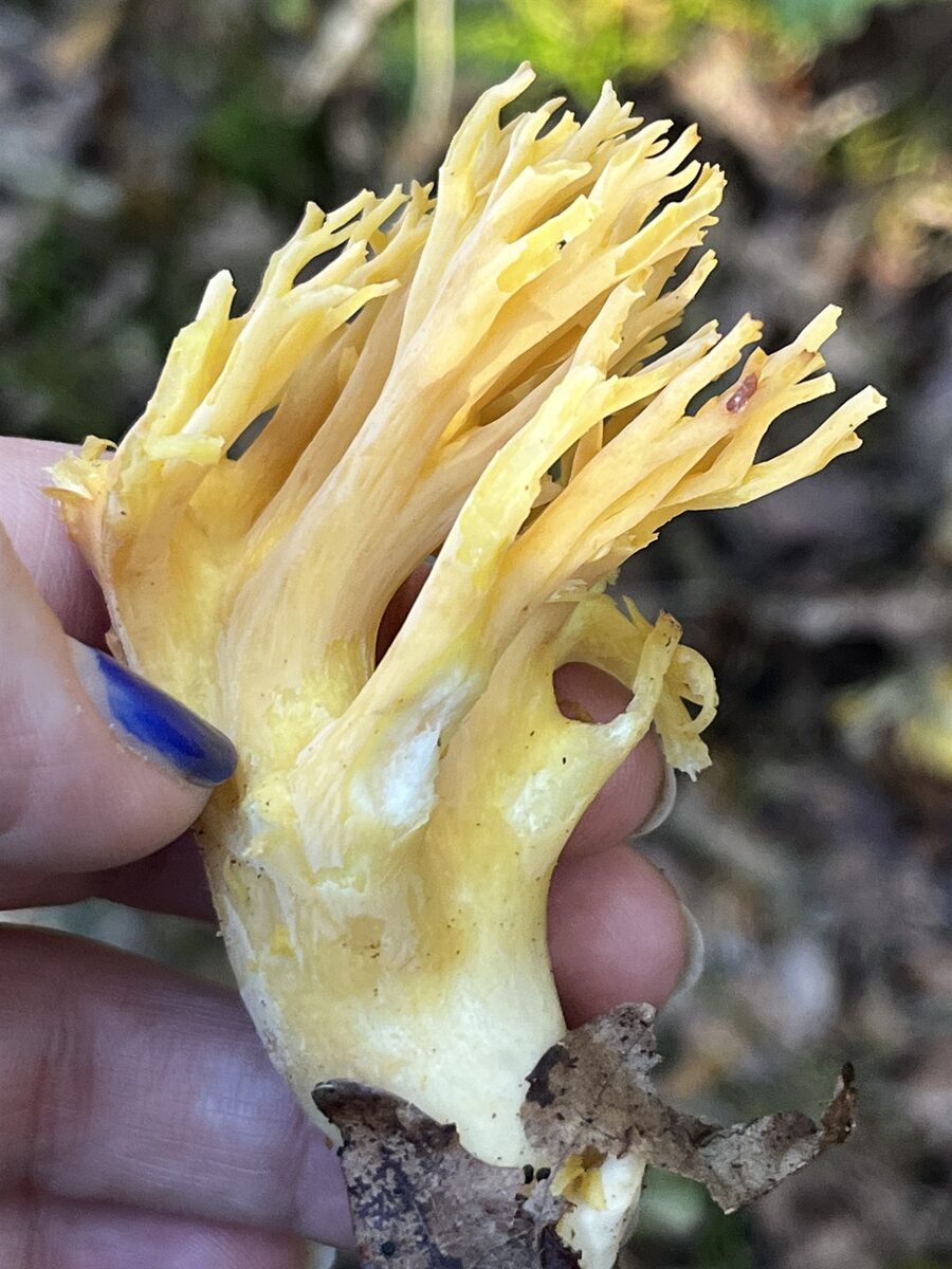 Ramaria flavobrunnescens