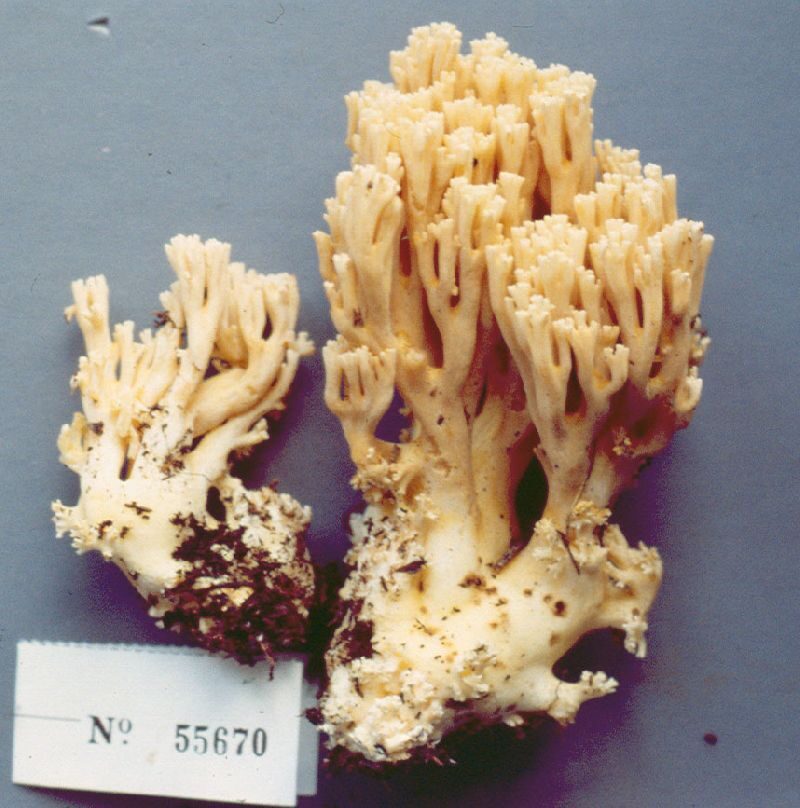 Ramaria maculospora — photo