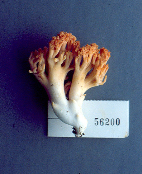 Ramaria rosella