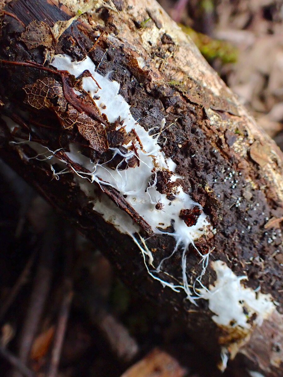 Ramaria stricta var. concolor — photo