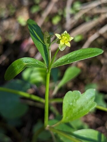 Ranunculus abortivus (Littleleaf buttercup.) — photo
