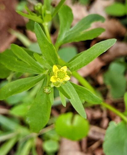 Ranunculus abortivus (Littleleaf buttercup.) — photo