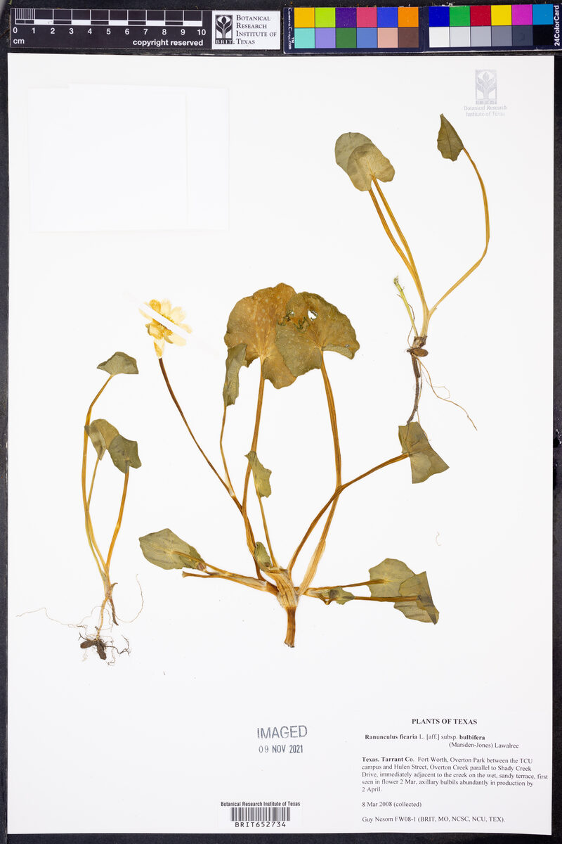 Ranunculus ficaria subsp. bulbifera — photo