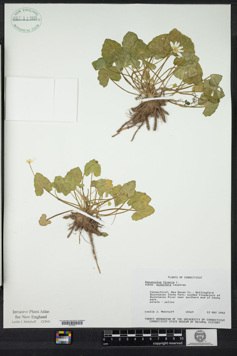 Ranunculus ficaria subsp. bulbifera — photo
