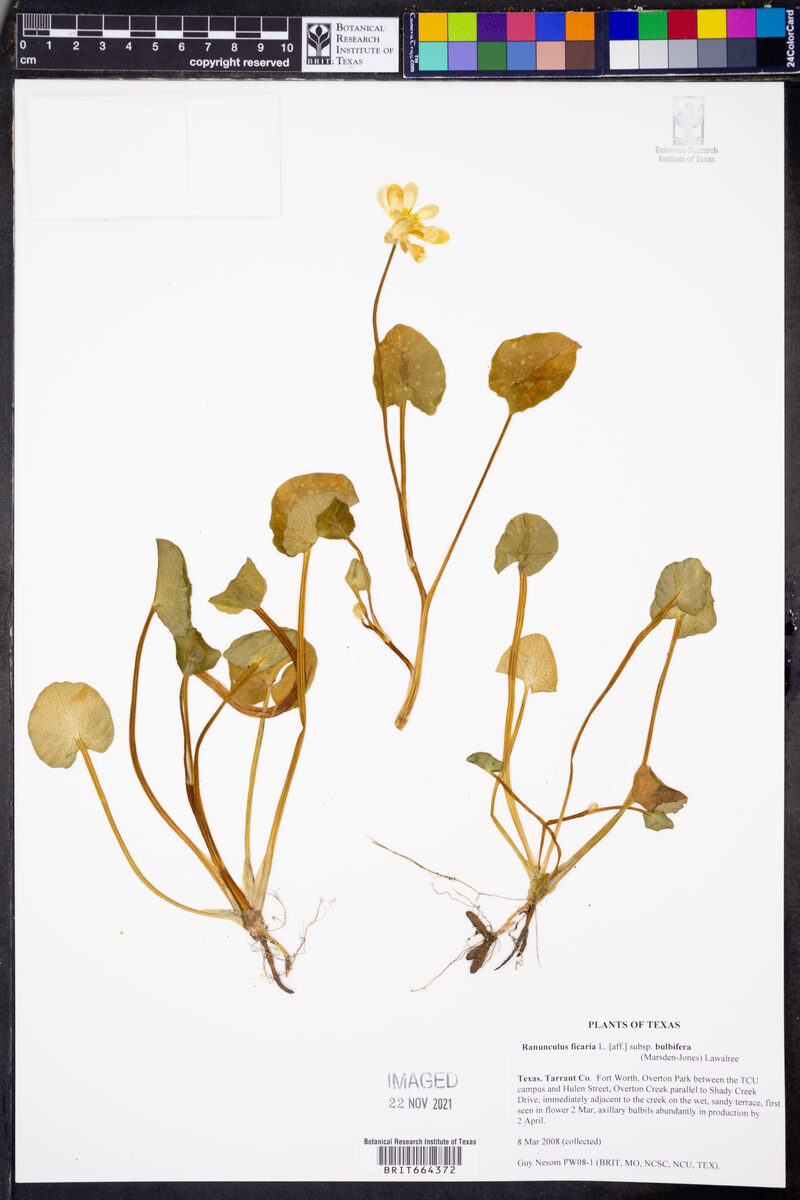 Ranunculus ficaria subsp. bulbifera