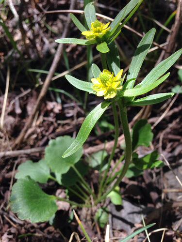 Ranunculus inamoenus (Graceful buttercup) — photo