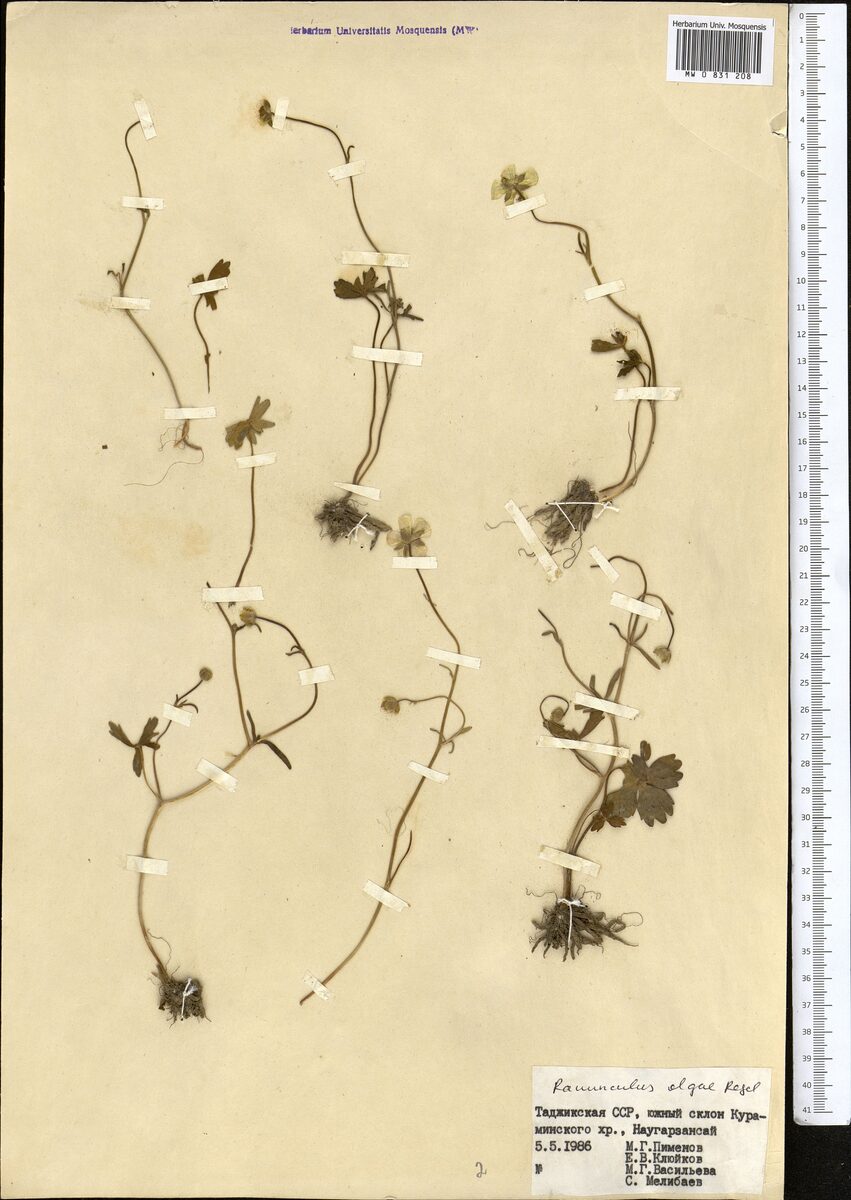Ranunculus olgae — photo