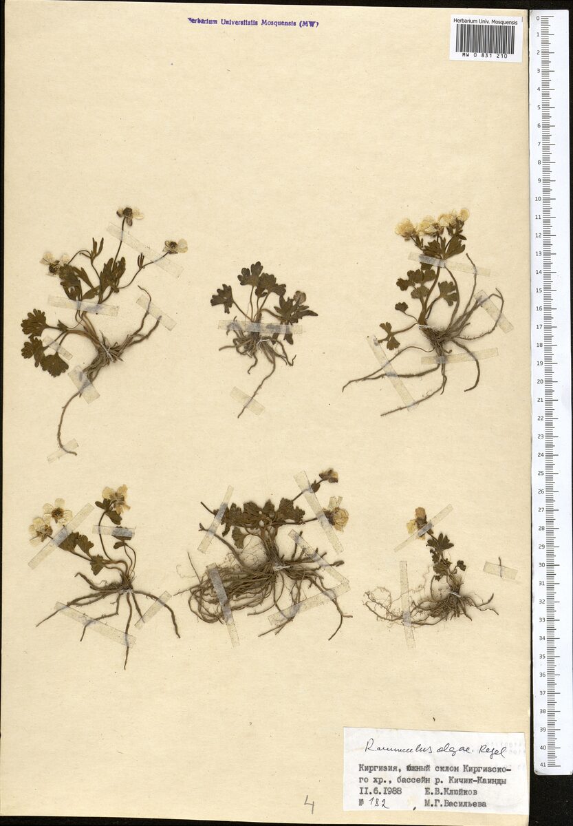 Ranunculus olgae