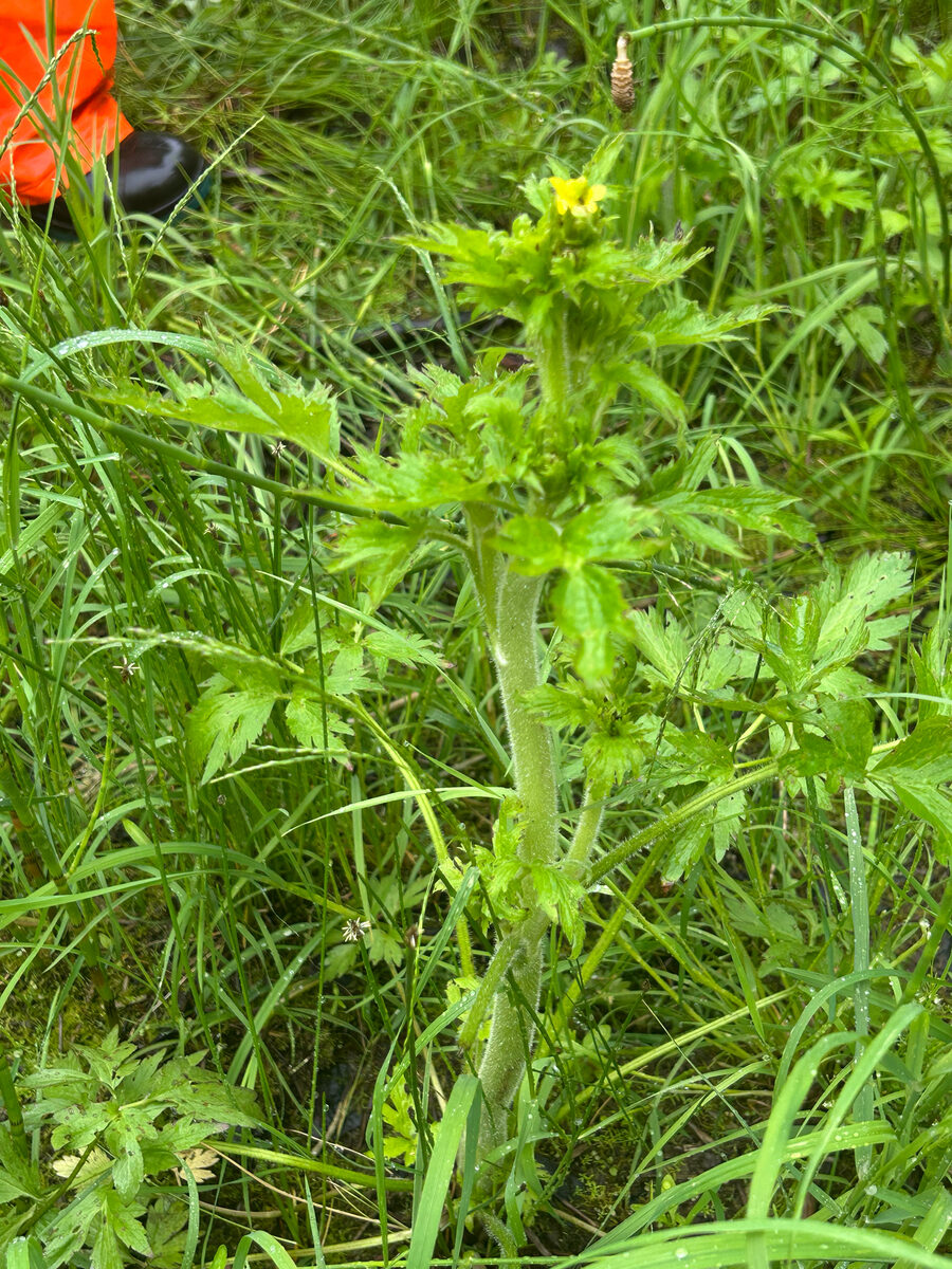 Ranunculus pennsylvanicus (Pennsylvania Buttercup) — photo