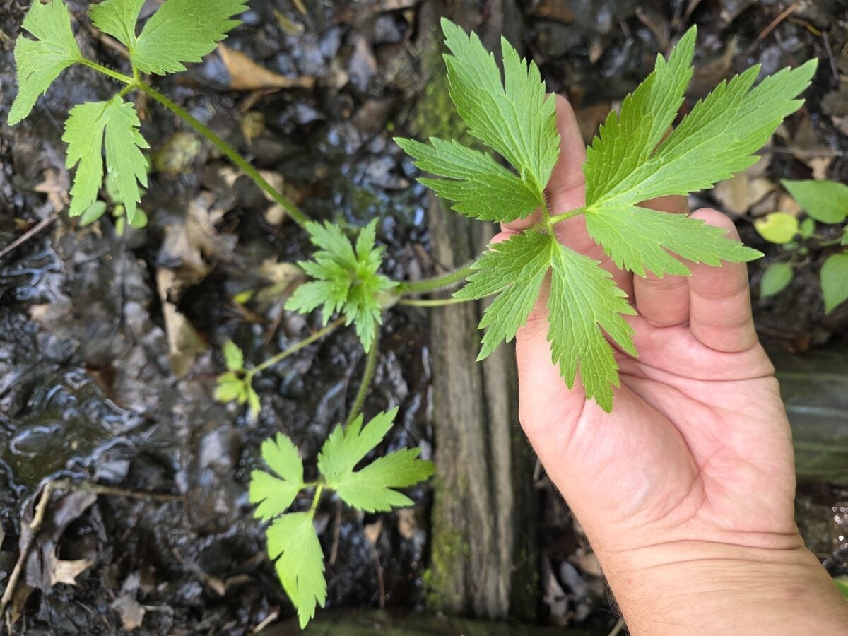 Ranunculus pennsylvanicus (Pennsylvania Buttercup) — photo