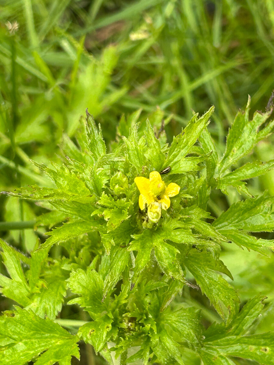 Ranunculus pennsylvanicus