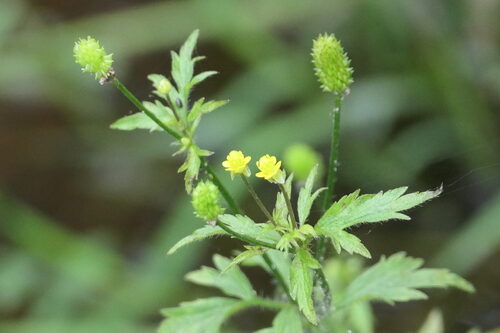 Ranunculus pensylvanicus (Pennsylvania buttercup) — photo