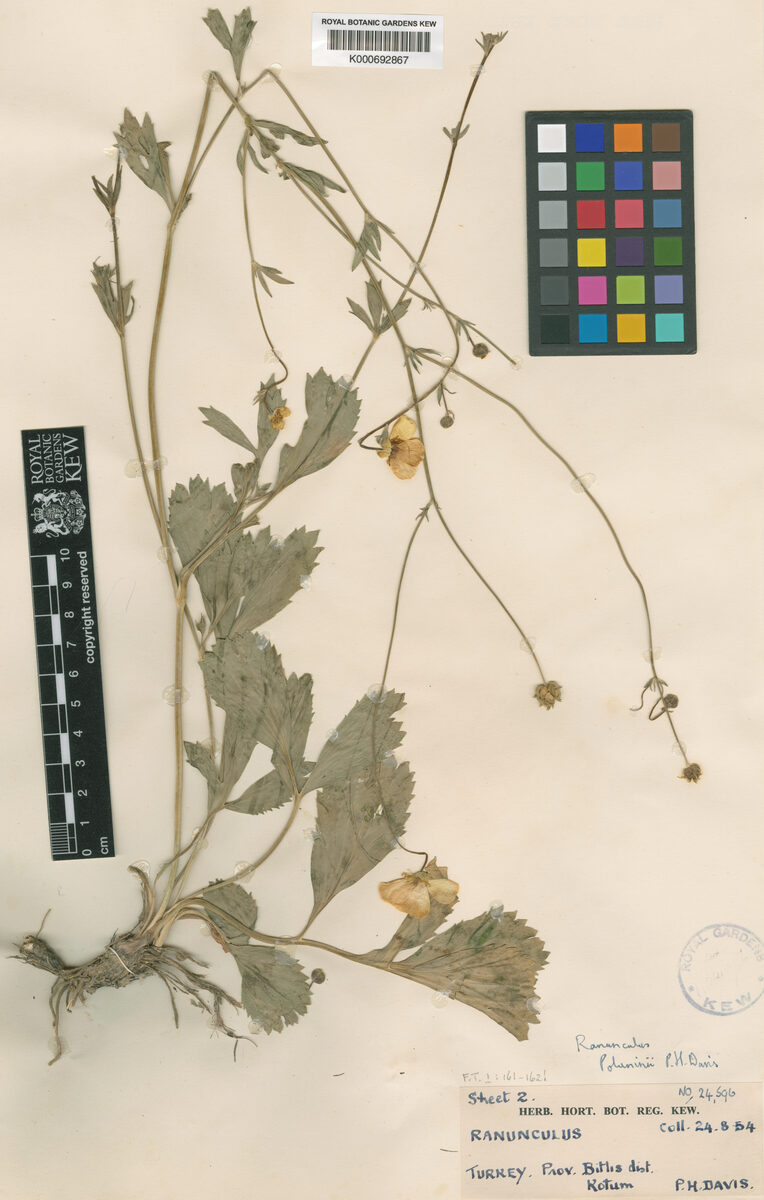 Ranunculus poluninii — photo