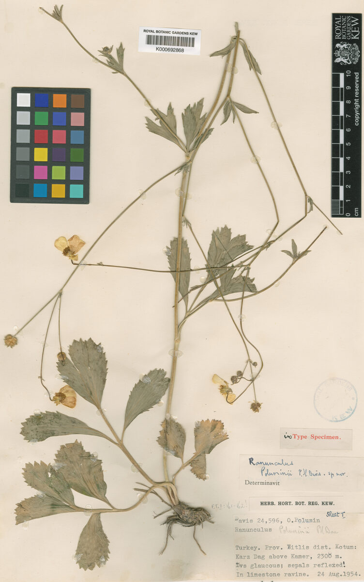 Ranunculus poluninii — photo