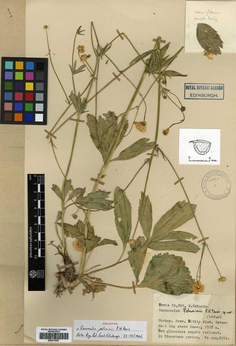 Ranunculus poluninii