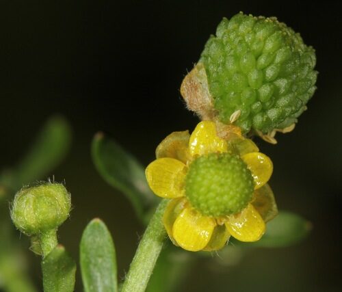 Ranunculus sceleratus (Celery-Leaved Buttercup) — photo