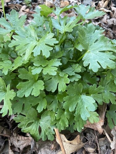 Ranunculus sceleratus (Celery-Leaved Buttercup) — photo