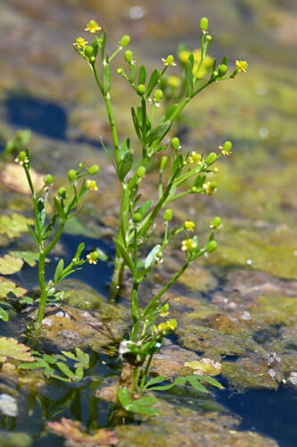 Ranunculus sceleratus