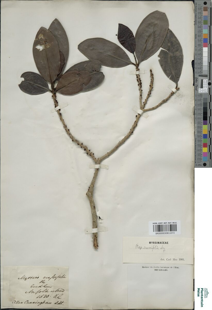 Rapanea crassifolia — photo