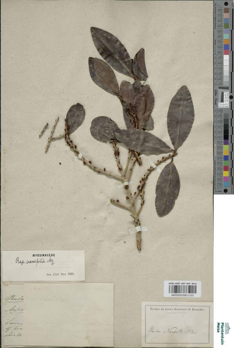 Rapanea crassifolia — photo
