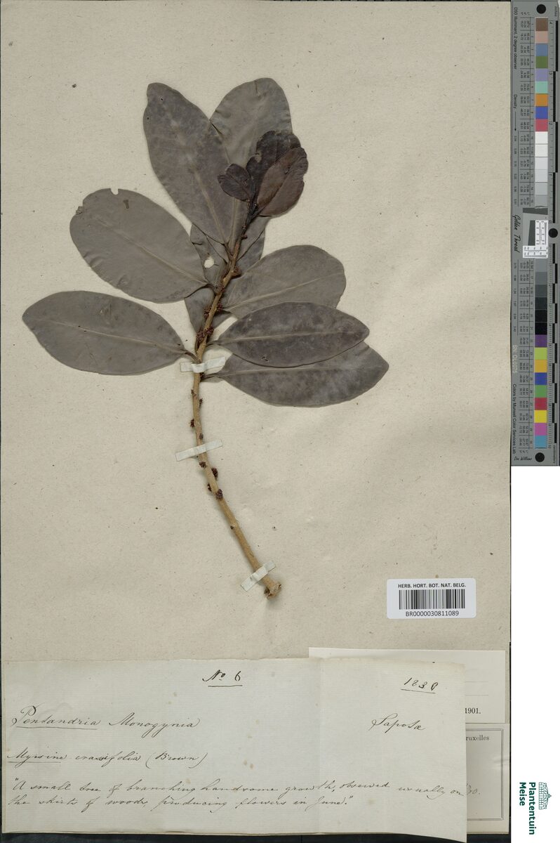 Rapanea crassifolia