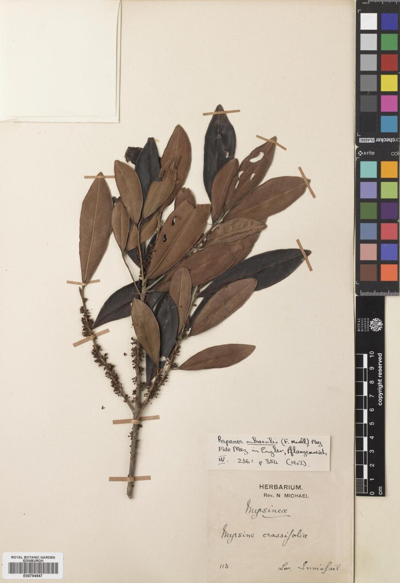 Rapanea subsessilis