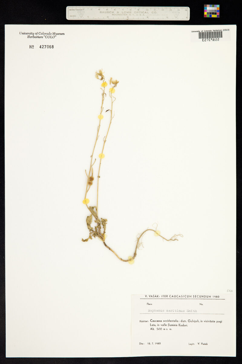 Raphanus maritima (Sea Radish) — photo