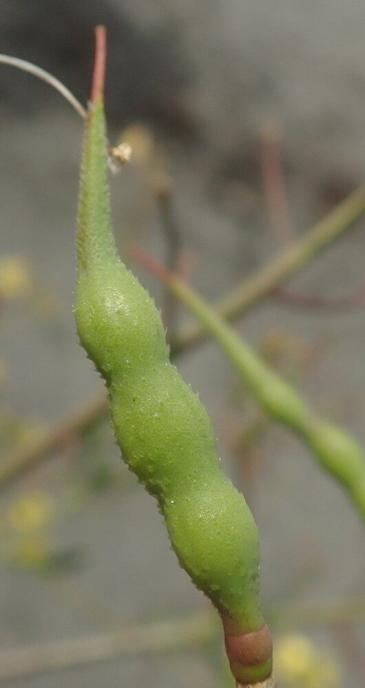Raphanus maritima