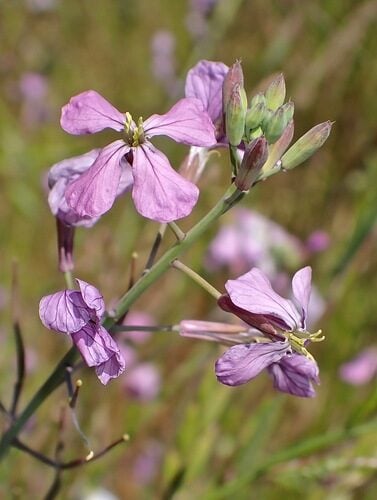 Raphanus raphanistrum