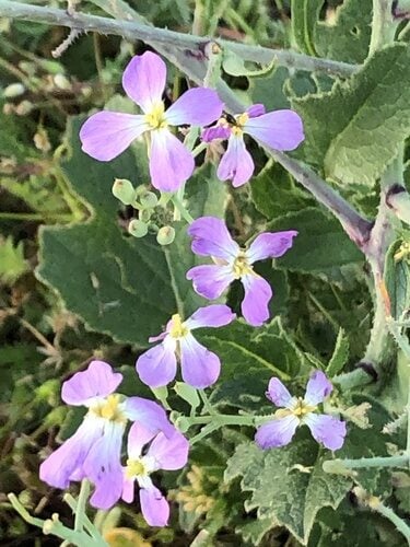 Raphanus raphanistrum (Wild radish) — photo