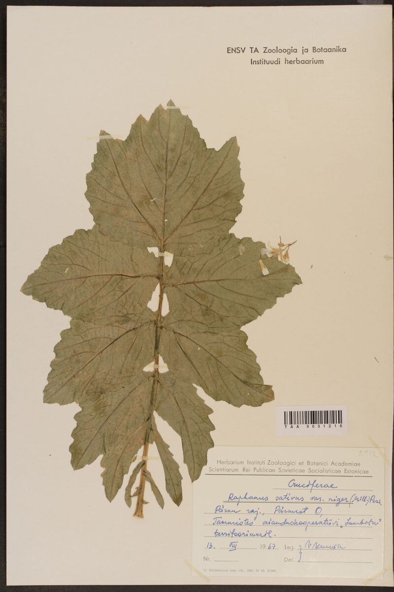 Raphanus sativus niger (Oriental Radish) — photo