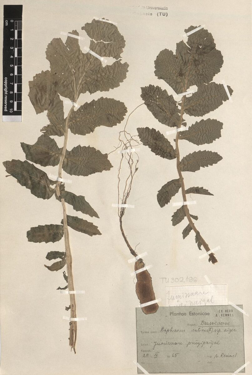 Raphanus sativus niger (Oriental Radish) — photo