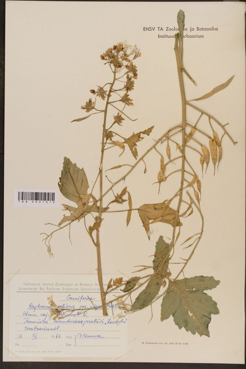 Raphanus sativus niger