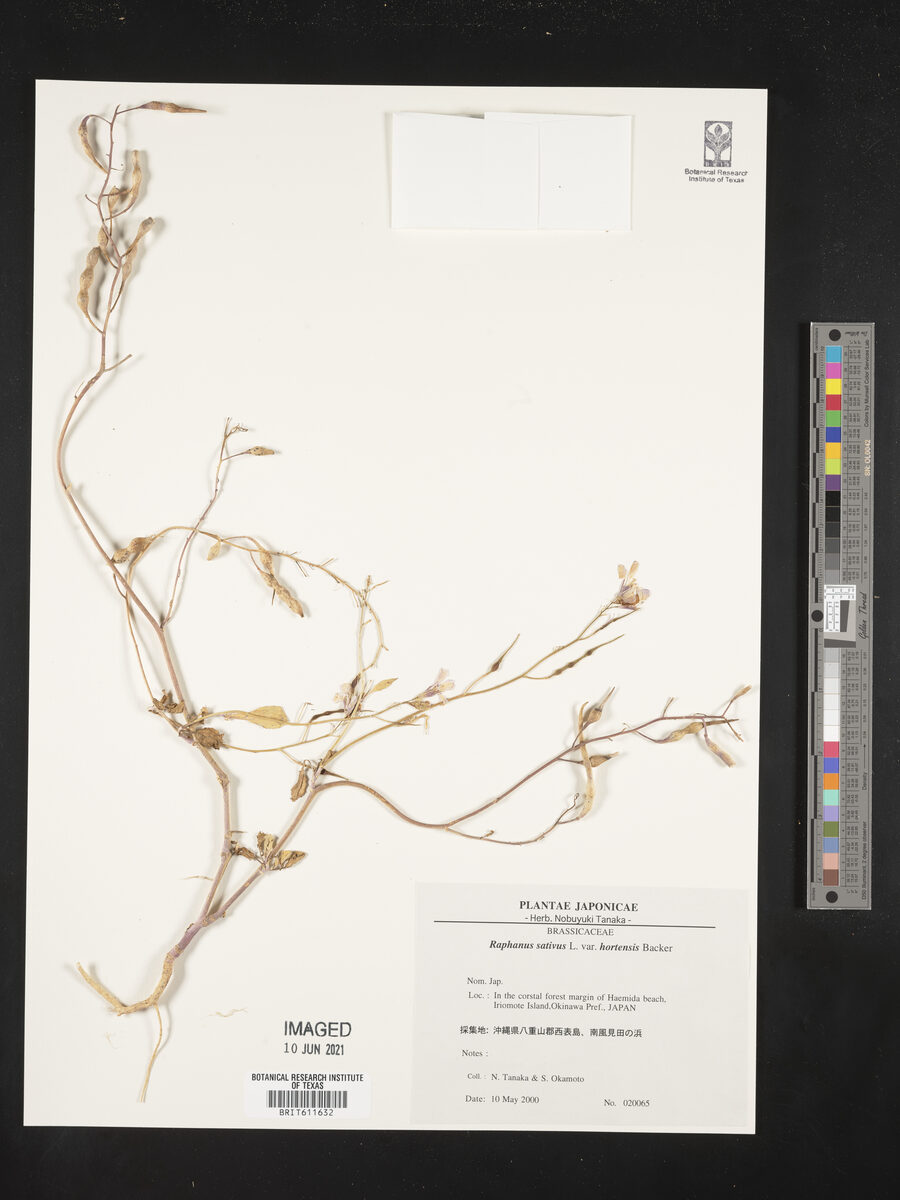 Raphanus sativus var. hortensis