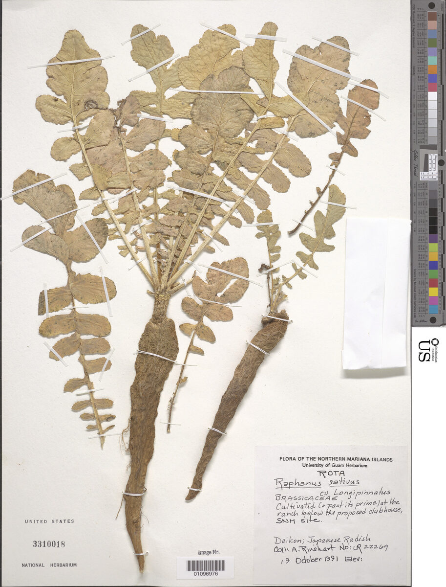 Raphanus sativus var. longipinnatus (Chinese radish) — photo