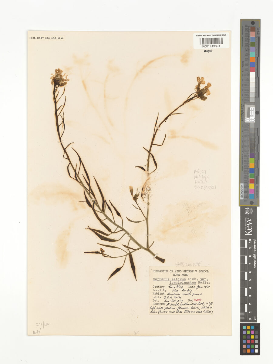 Raphanus sativus var. longipinnatus (Chinese radish) — photo