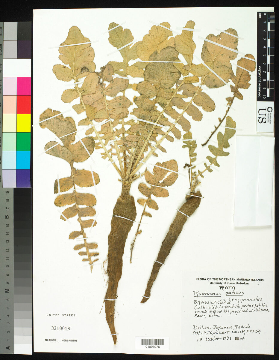 Raphanus sativus var. longipinnatus