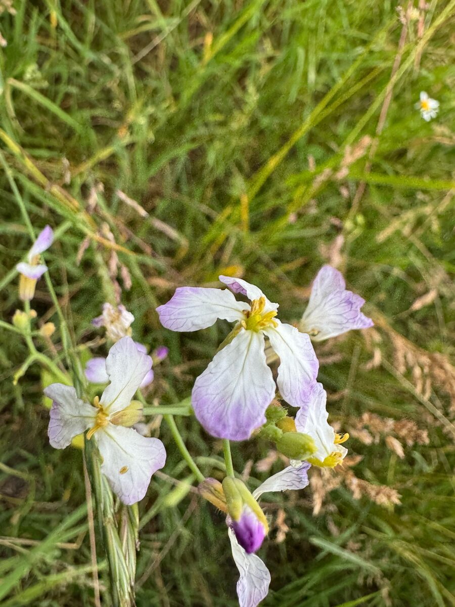 Raphanus sativus var. oleiformis (Fodder radish) — photo