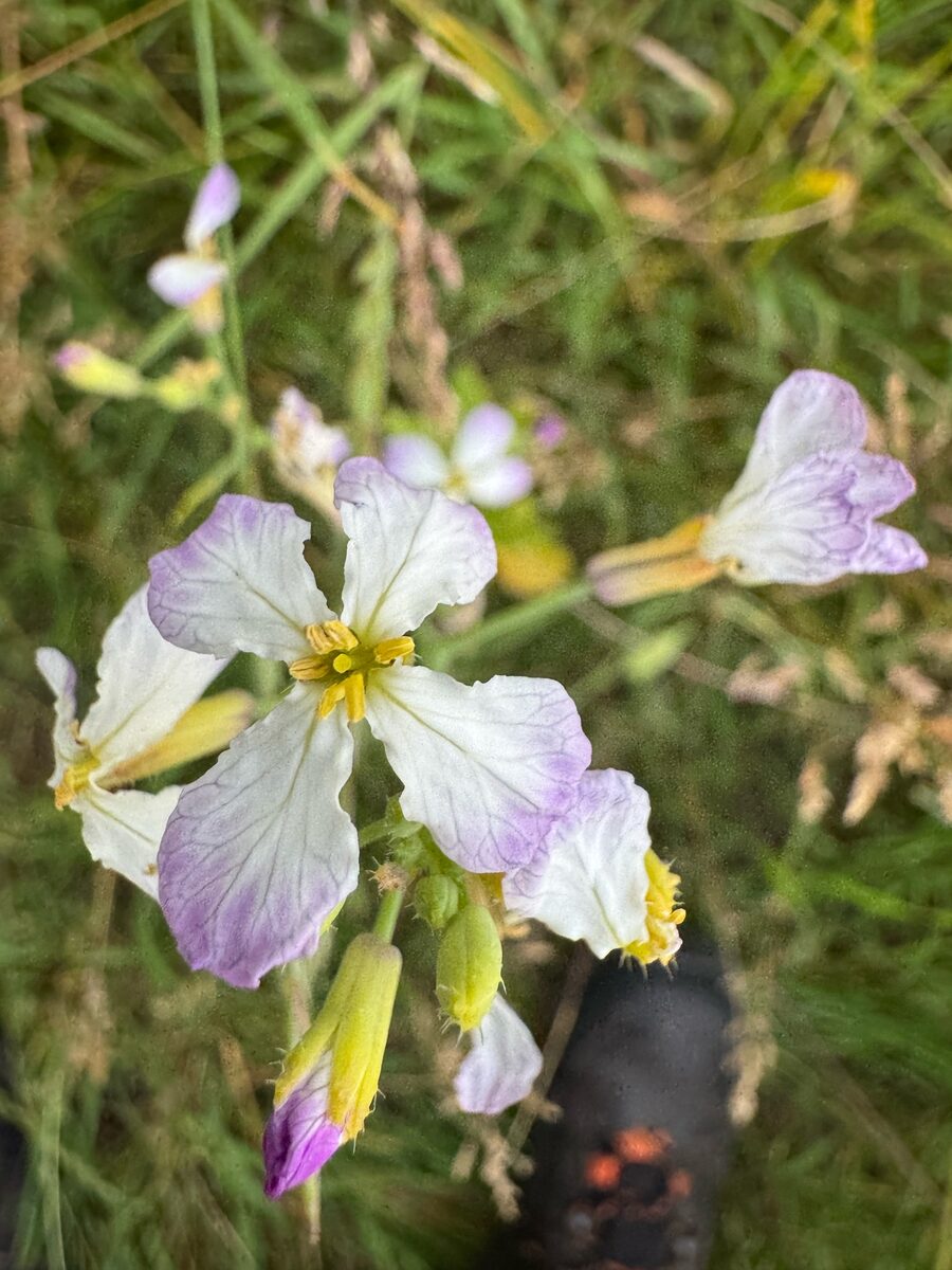 Raphanus sativus var. oleiformis (Fodder radish) — photo