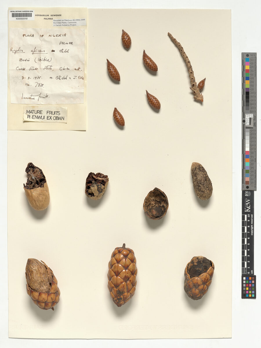 Raphia africana — photo