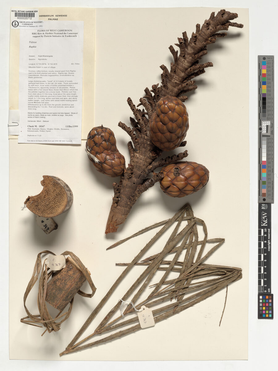 Raphia africana