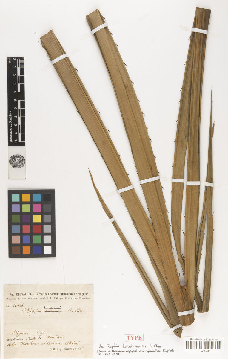 Raphia bandamensis