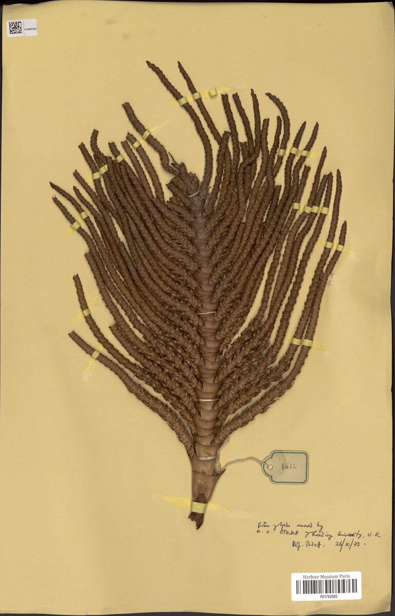 Raphia gilletii — photo