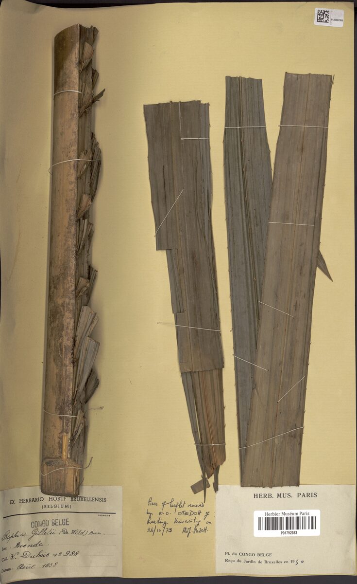 Raphia gilletii