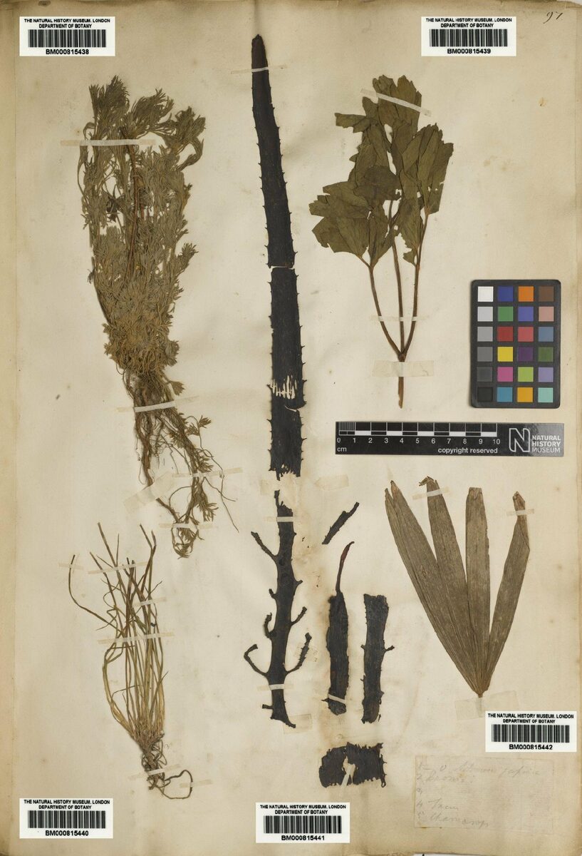 Raphia humilis