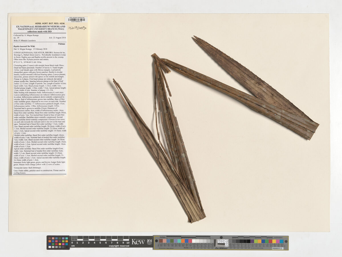 Raphia laurentii (Laurent raphia palm) — photo