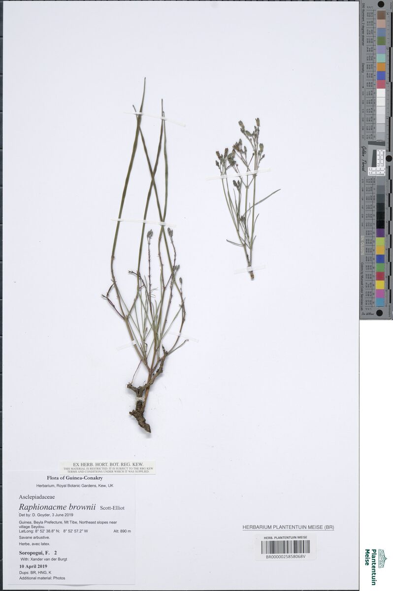 Raphionacme brownii (Raphionacme) — photo