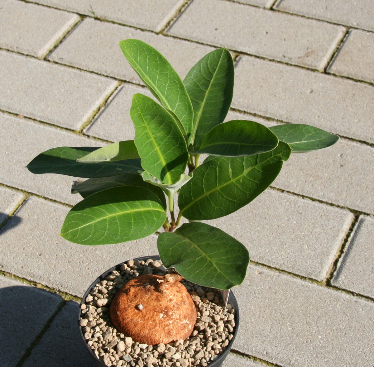 Raphionacme brownii (Raphionacme) — photo